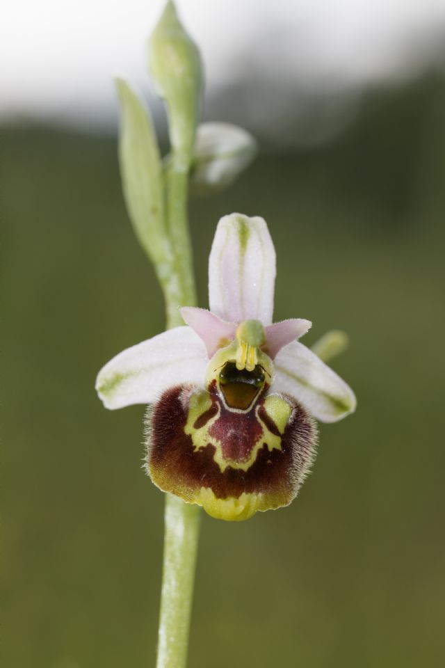 Serapias parviflora e ibridi (Mugello)